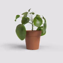 Artevasi Madagascar To Grow Pot 12 pièce(s)