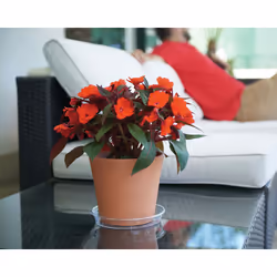 Artevasi Transparent Saucer Soucoupe