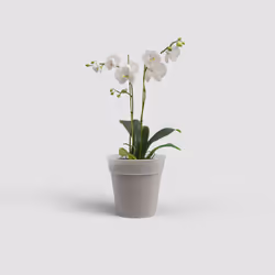 Artevasi Madagascar To Grow Orchid Pot 12 pièce(s)