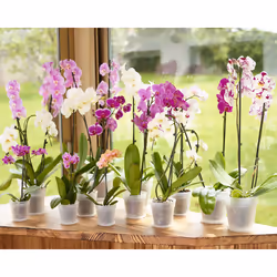 Artevasi Madagascar To Grow Orchid Pot 12 pièce(s)