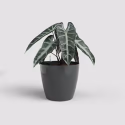 Artevasi San Remo Pot Sws Anthracite 2 pièce(s)