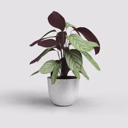 Artevasi Havana Tropical Pot Blanc 1 pièce(s)