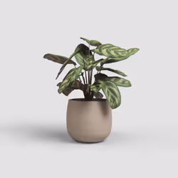 Artevasi Hemera Pot 4 pièce(s)