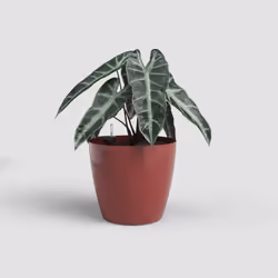 Artevasi San Remo Pot Sws Rouge 2 pièce(s)