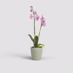 Artevasi Thalia Orchid Pot Vert 9 pièce(s)