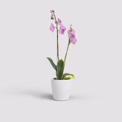 Artevasi Thalia Orchid Pot Blanc 9 pièce(s)