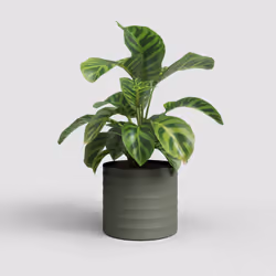 Artevasi Chloe Horizontal Pot Vert 4 pièce(s)