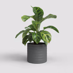 Artevasi Chloe Horizontal Pot Anthracite 2 pièce(s)