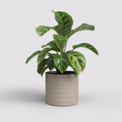 Artevasi Chloe Horizontal Pot Beige 4 pièce(s)