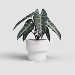 Artevasi Echo High Pot Blanc 2 pièce(s)