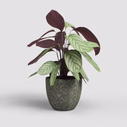 Artevasi Hestia Pot Vert 6 pièce(s)