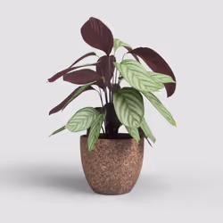 Artevasi Hestia Pot 6 pièce(s)