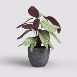 Artevasi Hestia Pot Anthracite 6 pièce(s)