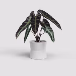 Artevasi Diana Pot Blanc
