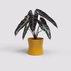 Artevasi Diana Pot Jaune