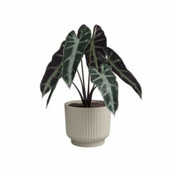 Pot De Fleur - Artevasi - Miami Wavy - 30 Cm - 13 L - Creme