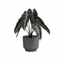 Pot De Fleur - Artevasi - Miami Wavy - 30 Cm - 13 L - Anthracite