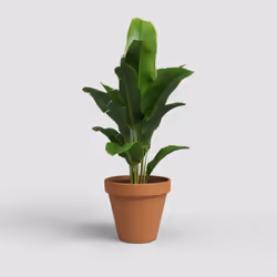 Artevasi Amalia Pot