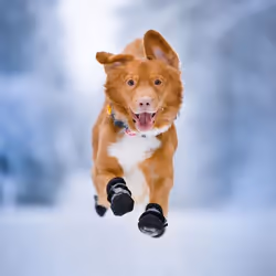 Orbiloc Dog Dual Jaune Plastique Chien Batterie du collier - Vue supplémentaire 4