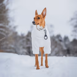 Orbiloc Dog Dual Blanc Plastique Chien Batterie du collier - Vue supplémentaire 6