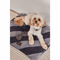 OYOY Kaya Chien Polyester Noir, Gris