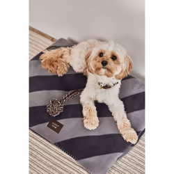 OYOY Kaya Chien Polyester Noir, Gris