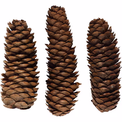 Creativ Company 502360, Décoration de noël traditionnelle, Bois, 5 pièce(s), Boîte, 40 mm, 100 g
