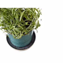 BITZ 872760 jardinière Noir, Vert Grès 1 pièce(s)