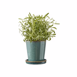 BITZ 872760 jardinière Noir, Vert Grès 1 pièce(s)