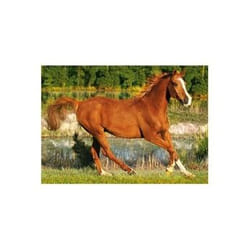 Trefl 37184 puzzle Jeu de puzzle 500 pièce(s)