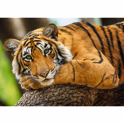 Trefl 37397 puzzle Jeu de puzzle 500 pièce(s) Animaux
