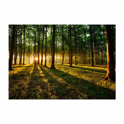 Papier peint intissé Paysages Mystical Morning - PD14289-400-280