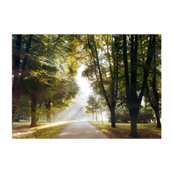 Papier peint intissé Paysages Promenade matinale - PD14291-400-280