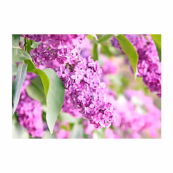 Planete Discount PD13457-300-210 papier-peint Papier peint non tissé Vert, Violet