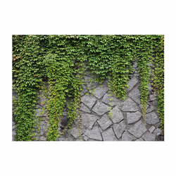 Papier peint intissé Fonds et Dessins Mur vert - PD13818-400-280