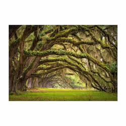 Papier peint intissé Paysages Tree embrace - PD14299-400-280