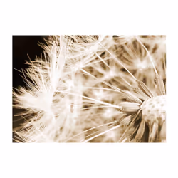 Papier peint intissé Fleurs Dandelion - sepia - PD13531-400-280