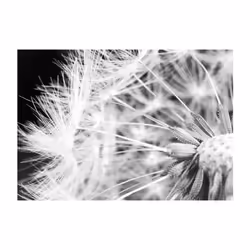 Papier peint intissé Fleurs Pissenlit en noir et blanc - PD13532-400-280