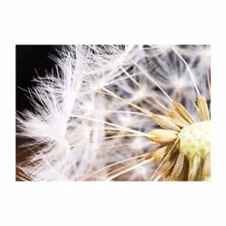 Papier peint intissé Fleurs Fluffy dandelion - PD13533-400-280