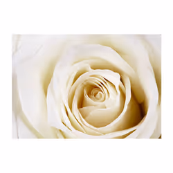 Papier peint intissé Fleurs Pearl maze - PD13537-400-280
