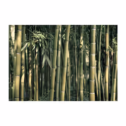 Papier peint intissé Orient Bamboo Exotic - PD14240-400-280