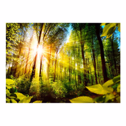 Papier peint intissé Paysages Forest Hideout - PD14303-400-280