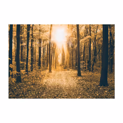 Papier peint intissé Paysages Magical Light - PD14319-400-280