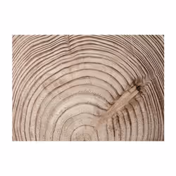 Papier peint intissé Fonds et Dessins Cerne d'un arbre - PD13870-400-280