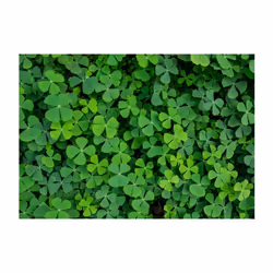 Papier peint intissé Fleurs Green Clover - PD13576-400-280