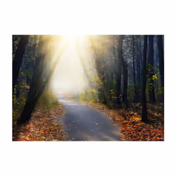 Papier peint intissé Paysages Road through the Forest - PD14360-400-280
