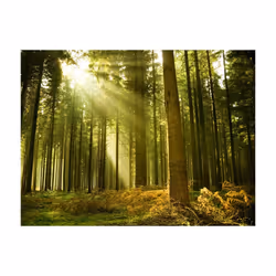 Papier peint intissé Paysages Forêt de pins - PD14363-400-309