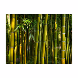 Planete Discount PD14254-350-270 papier-peint Papier peint non tissé Vert