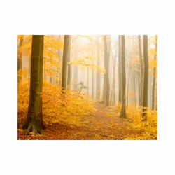 Papier peint intissé Paysages forêt - automne - PD14364-400-309