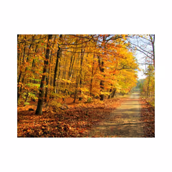 Papier peint intissé Paysages Beech forest - PD14365-400-309